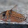 Spotted Corydoras Punctatus 3cm Catfish - Image 6