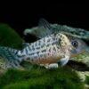 Spotted Corydoras Punctatus 3cm Catfish - Image 4