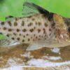Spotted Corydoras Punctatus 3cm Catfish - Image 5