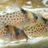 Spotted Corydoras Punctatus 3cm Catfish - Image 8