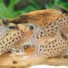 Spotted Corydoras Punctatus 3cm Catfish - Image 7