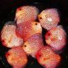 Red Pigeon Snakeskin Discus - Image 8