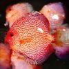 Red Pigeon Snakeskin Discus - Image 7
