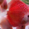 Red Pigeon Snakeskin Discus - Image 5
