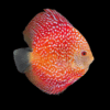 Red Pigeon Snakeskin Discus