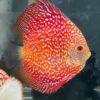 Red Pigeon Snakeskin Discus - Image 6