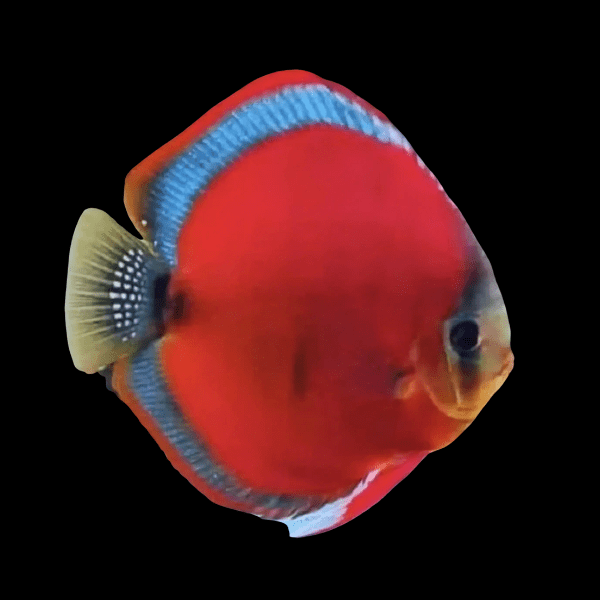 Red Rose Discus – Sims Tropical Fish | Tropical Fish, Aquarium, Fish Store