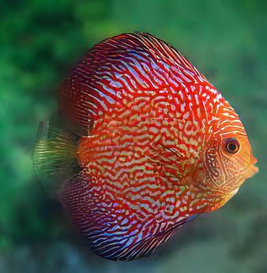 Red Snakeskin Discus – Sims Tropical Fish | Tropical Fish, Aquarium ...