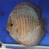 Snakeskin Fine Line Discus - Image 8