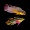 Striped Kribensis Cichlid Pelvicachromis Taeniatus 4cm