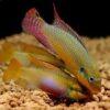 Wild Red Nigerian Kribensis Cichlid Pelvicachromis Sacrimontis 4cm - Image 5