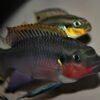 Wild Red Nigerian Kribensis Cichlid Pelvicachromis Sacrimontis 4cm - Image 7