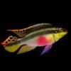 Striped Kribensis Cichlid Pelvicachromis Taeniatus 4cm - Image 12