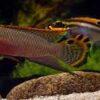 Wild Red Nigerian Kribensis Cichlid Pelvicachromis Sacrimontis 4cm - Image 10