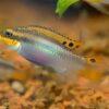Wild Red Nigerian Kribensis Cichlid Pelvicachromis Sacrimontis 4cm - Image 9