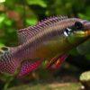 Wild Red Nigerian Kribensis Cichlid Pelvicachromis Sacrimontis 4cm - Image 6