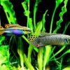 Wild Red Nigerian Kribensis Cichlid Pelvicachromis Sacrimontis 4cm - Image 8