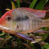Geophagus Tapajos Hondae Red Head 4cm - Image 6