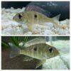 Geophagus Tapajos Hondae Red Head 4cm - Image 8