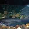 Great Tapah Striped Catfish Wallagoo Leeri 10cm - Image 7