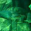 Great Tapah Striped Catfish Wallagoo Leeri 10cm - Image 6