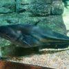 Great Tapah Striped Catfish Wallagoo Leeri 10cm - Image 8