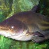 Great Tapah Striped Catfish Wallagoo Leeri 10cm - Image 4