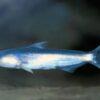 Whale Catfish Cetopsis Coecutiens 10cm - Image 5