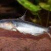 Whale Catfish Cetopsis Coecutiens 10cm - Image 6