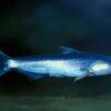 Whale Catfish Cetopsis Coecutiens 10cm - Image 7