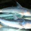 Whale Catfish Cetopsis Coecutiens 10cm - Image 8