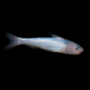 Whale Catfish Cetopsis Coecutiens 10cm