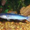 Whale Catfish Cetopsis Coecutiens 10cm - Image 4