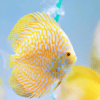Yellow Pigeon Checkerboard Discus - Image 6