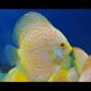 Yellow Pigeon Checkerboard Discus - Image 4