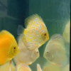 Yellow Pigeon Checkerboard Discus - Image 7
