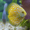 Yellow Pigeon Checkerboard Discus - Image 5