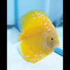 Yellow Pigeon Snakeskin Discus - Image 6