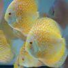 Yellow Pigeon Snakeskin Discus - Image 5
