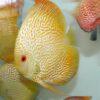 Yellow Pigeon Snakeskin Discus - Image 4