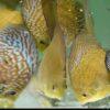 Yellow Pigeon Snakeskin Discus - Image 7