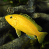 Labidochromis Caeruleus Yellow Malawi African Cichlid Small 2 Inches - Image 5