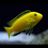 Labidochromis Caeruleus Yellow Malawi African Cichlid Small 2 Inches - Image 6