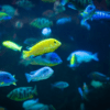Labidochromis Caeruleus Yellow Malawi African Cichlid Small 2 Inches - Image 9
