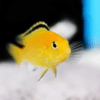 Labidochromis Caeruleus Yellow Malawi African Cichlid Small 2 Inches - Image 7