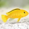 Labidochromis Caeruleus Yellow Malawi African Cichlid Small 2 Inches - Image 8