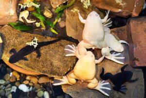 Albino African Dwarf Clawed Frog Xenopus Laevis 3cm – Sims Tropical ...