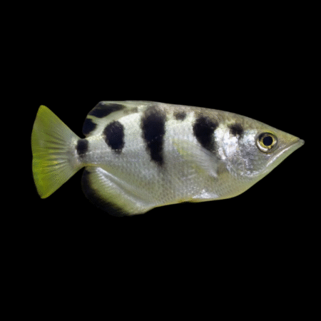 Archer Fish Taxotes Jaculatrix 5cm