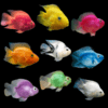 Assorted Parrot Fish Hybrid Amphilophus citrinellus × Vieja melanurus 5cm