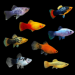 6 x Assorted Platy Fish Xiphophorus Maculatus 3cm – Sims Tropical Fish ...